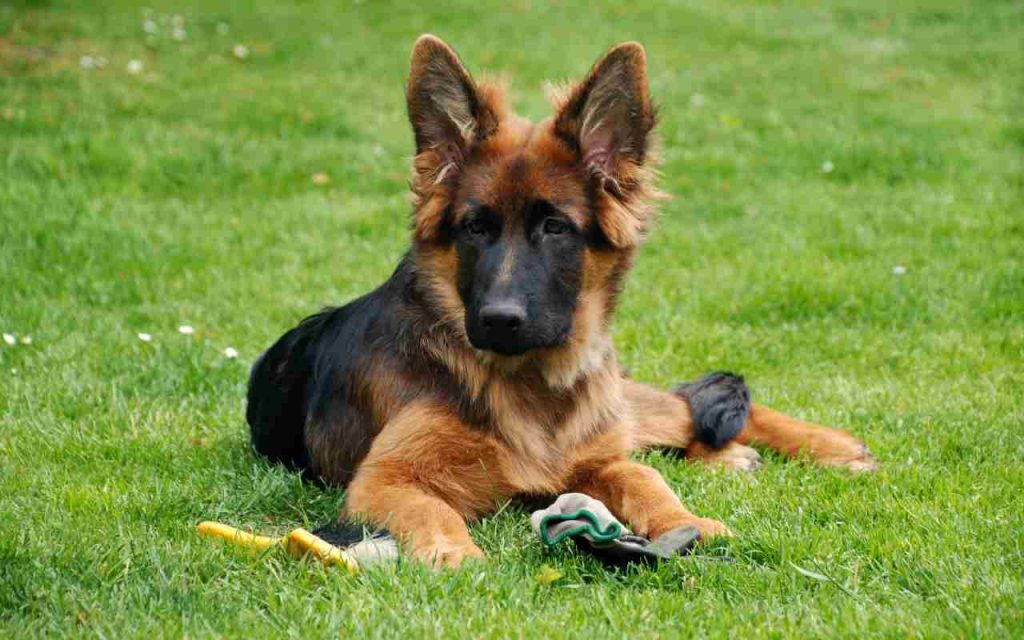 top-10-most-popular-dog-breeds-in-india-in-2020