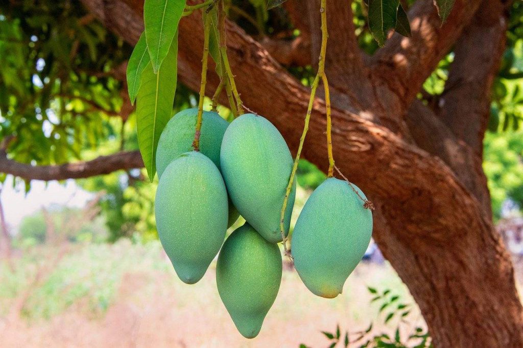 top-15-most-famous-varieties-of-mangoes-in-india-universe-tale